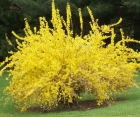 Цветущий кустарник Forsythia Intermedia (Форзиция Среднерослая)