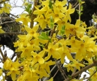 Цветущий кустарник Forsythia Intermedia (Форзиция Среднерослая)