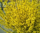 Цветущий кустарник Forsythia Intermedia (Форзиция Среднерослая)