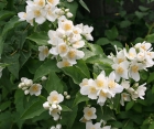 Цветущий кустарник Philadelphus (Жасмин)