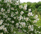 Цветущий кустарник Philadelphus (Жасмин)