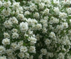 Цветущий кустарник Philadelphus (Жасмин)