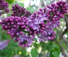 Цветущий кустарник Syringa Vulgaris (Сирень Обыкновенная)