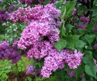 Цветущий кустарник Syringa Vulgaris (Сирень Обыкновенная)