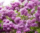 Цветущий кустарник Syringa Vulgaris (Сирень Обыкновенная)