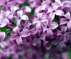 Цветущий кустарник Syringa Vulgaris (Сирень Обыкновенная)