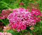 Цветущий кустарник Spiraea Bumalda (Спирея Бумальда)