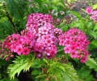 Цветущий кустарник Spiraea Bumalda (Спирея Бумальда)