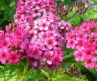 Цветущий кустарник Spiraea Bumalda (Спирея Бумальда)
