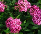 Цветущий кустарник Spiraea Bumalda (Спирея Бумальда)