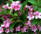 Цветущий кустарник Weigela Florida (Вейгела Цветущая)