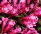 Цветущий кустарник Weigela Florida (Вейгела Цветущая)