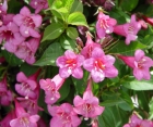 Цветущий кустарник Weigela Florida (Вейгела Цветущая)