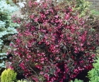 Цветущий кустарник Weigela Florida (Вейгела Цветущая)