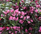Цветущий кустарник Weigela Florida (Вейгела Цветущая)