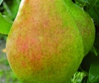Груша Мария Груша Мария