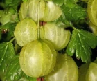 Крыжовник Мукуринес