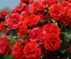 Роза Angelica (Анжелика)