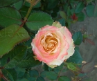 Роза Duett (Дуэт)
