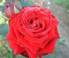 Роза Red Naomi (Ред Наоми)