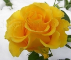 Роза Sphinx Gold (Сфинкс Голд)