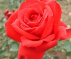 Роза Temtation (Темптейшн)
