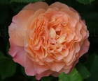 Роза Augusta Luise (Августа Луиза)