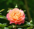 Роза Augusta Luise (Августа Луиза)