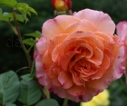 Роза Augusta Luise (Августа Луиза)