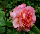 Роза Augusta Luise (Августа Луиза)