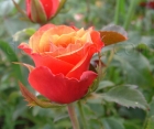 Роза Cherry Brandy (Черри Бренди)