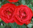 Роза Cordula (Кордула)