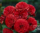 Роза Cordula (Кордула)