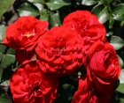 Роза Cordula (Кордула) Роза Cordula (Кордула)