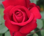Роза Dame de Coeur (Дам де Кёр)