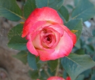 Роза Injoy (Инджой)