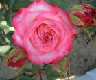 Роза Injoy (Инджой)