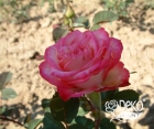 Роза Injoy (Инджой)