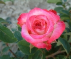 Роза Injoy (Инджой)