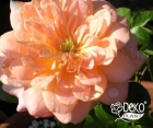 Роза English Sonette (Инглиш Сонет)
