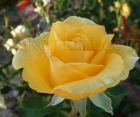 Роза Landora (Ландора)