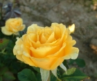 Роза Landora (Ландора)