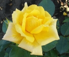 Роза Landora (Ландора)