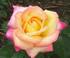Роза Peace (Пис)