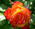 Роза Red Gold (Ред Голд)