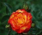 Роза Red Gold (Ред Голд)