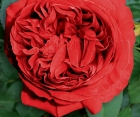 Роза Red Eden Rose (Ред Эден Роуз)