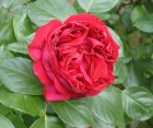 Роза Red Eden Rose (Ред Эден Роуз)