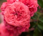 Роза Rosarium Uetersen (Розариум Уэтерзейн) Роза Rosarium Uetersen (Розариум Уэтерзейн)