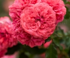 Роза Rosarium Uetersen (Розариум Уэтерзейн)
